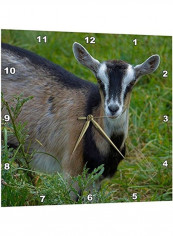Young Goat Wall Clock Multicolour 13 X 13inch