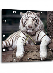White Tiger At The Sacramento Zoo Wall Clock White 13x13inch