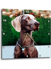 DPP 1095 2 Weimaraner Wall Clock Multicolour 13x13inch
