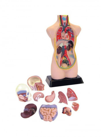 11-Piece Human Anatomy Model Set 20inch