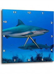 Caribbean Reef Shark Themed Wall Clock Blue/Grey