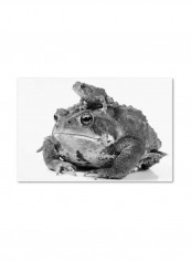 Two Toads Canvas Wall Art Black 12 x 19inch
