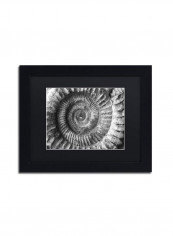 Amonita 2 Framed Wall Art Grey 11 x 14inch