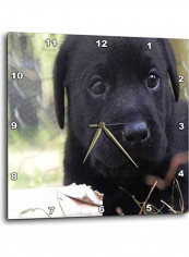 Black Lab Puppy Wall Clock Multicolour 10x10inch