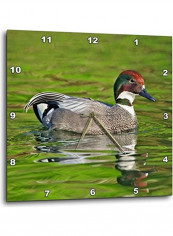 Male Falcated Duck Wall Clock Multicolour 10x10inch