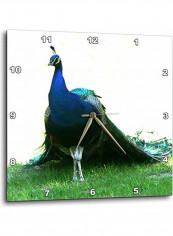 Peacock Clear Sky Wall Clock Multicolour 10x10inch
