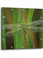 Dragonfly Insect Printed Analog Wall Clock Green/Brown 10x10x0.1inch