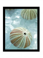 Sea Urchin Framed Wall Art Multicolour 14 x 11inch