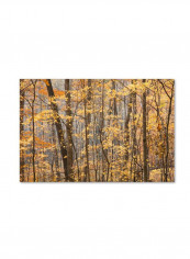 Autumn Treeline 2 Canvas Wall Art Multicolour 12 x 19inch