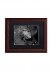 Northern Green Frog Wooden Frame Wall Art Black 11 x 14inch