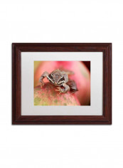 Wood Frog Wooden Frame Acrylic Wall Art Multicolour 11 x 14inch