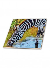Zebra Printed Ceramic Tile Multicolour 12 x 12inch