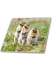Aric Ground Squirrel Tile Multicolour 12x12x0.25inch
