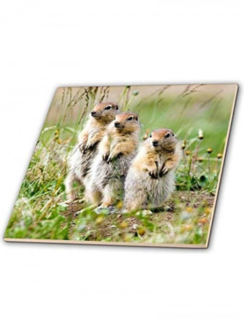 Aric Ground Squirrel Tile Multicolour 12x12x0.25inch