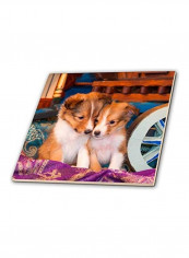 Shetland Sheepdog Puppies Printed Coaster Multicolour