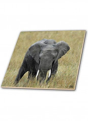 African Elephant Printed Decorative Wall Hanging Tile Multicolour