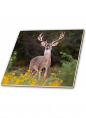 Deer Themed Decorative Tile Multicolour