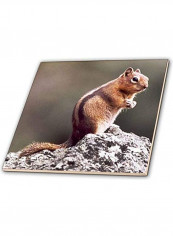 Ground Squirrel Decorative Wall Hanging Tile Multicolour