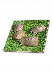 Reptiles Tortoises Ceramic Tile Green/Brown 12  x 12inch
