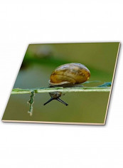 Snail Turnhole Bend Trail Printed Decorative Tile Green/Brown