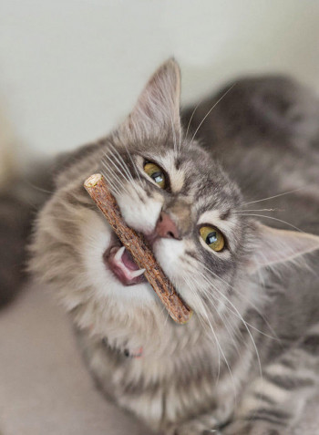 Dental Cleaning For Cats Multicolour