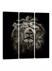 3-Piece Canvas Print Proud Lion Wall Art Multicolour 100 x 100 x 3.5centimeter