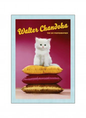 The Cat Photographer Hardcover reviews The Cat Photographer Hardcover