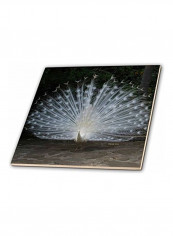 Albino Male Peacock Ceramic Tile Multicolour 12  x 12inch