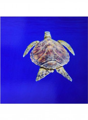 Turtle Themed Decorative Tile Multicolour