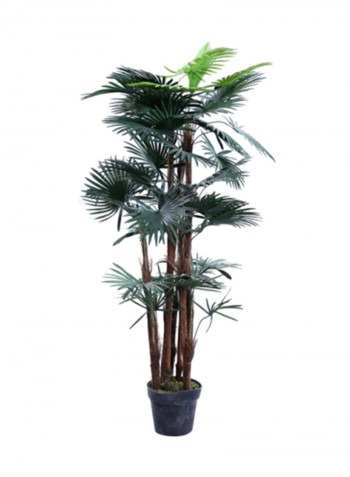 Fortunei Palm Tree With Pot Green/Black 150centimeter