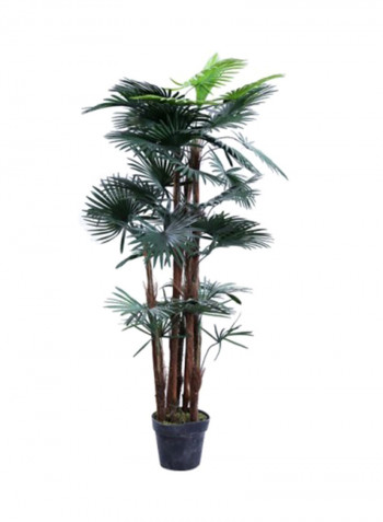 Fortunei Palm Tree With Pot Green/Black 150centimeter