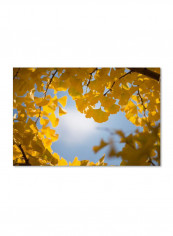 Ginkgo Leaves In Autumn Canvas Wall Art Yellow/Blue 12 x 19inch